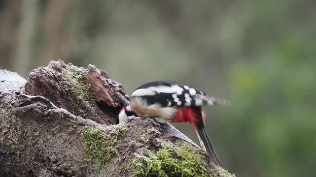 Buntspecht, Great Spotted Woodpecker
