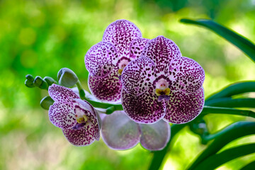 Spotted White Orchid Flowers