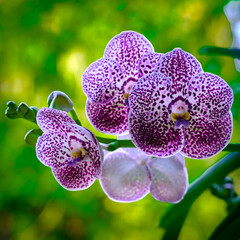 Spotted White Orchid Flowers