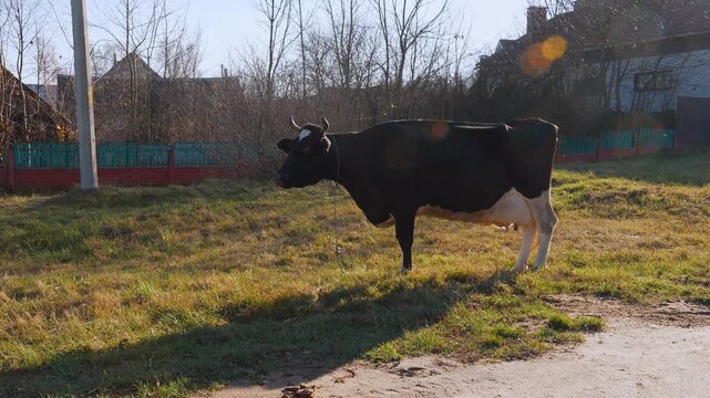 Spotted black and white dairy cow with horns standing on a grassy pasture by a country road, mooing loudly on a sunny day with traditional rural houses in the background