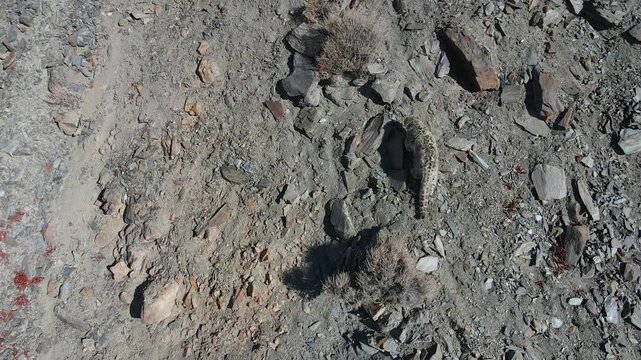 Aerial view of a snow leopard blending seamlessly with the rocky terrain, its fur mirroring the gray and brown hues of the arid landscape, Hunza Valley, Pakistan.