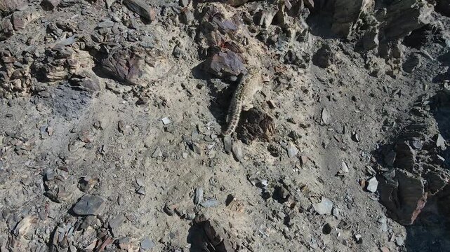 Aerial view of a snow leopard camouflaged against the rocky terrain with contrasting textures and tones visible, Snow Leopard, Hunza Valley, Pakistan.