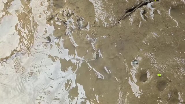 Abstract Texture of Wet Mud Surface in a Mangrove Swamp at Low Tide Featuring a Baby Mudskipper