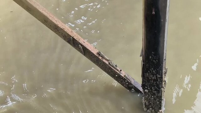Amphibious Mudskipper Perched on Diagonal Wooden Stick in Mangrove