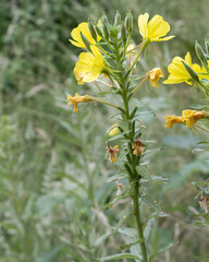 Obraz premium Bright yellow flowers stand tall in a green field during the daytime in a rural setting