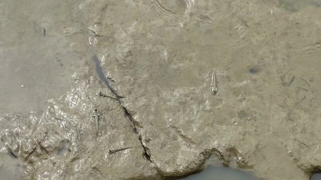 Small Mudskipper Fish Resting on Grey Mud Flat at Low Tide