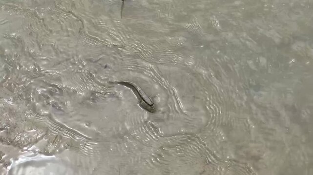 Wild Mudskipper Moving Through Shallow Water in Tidal Mangrove Forest