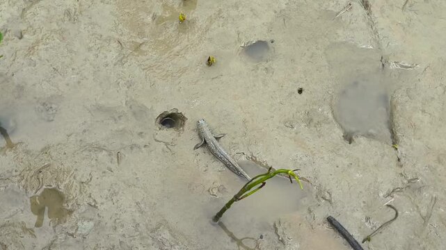 Amphibious Mudskipper Fish Crawling on Wet Mud in Mangrove Swamp
