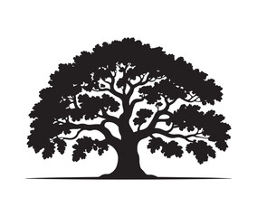 Obraz premium Silhouette of mature oak tree with wide spreading canopy and thick trunk isolated on white background vector