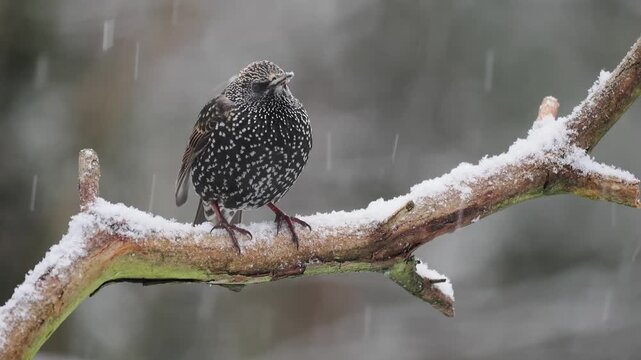 Star, Sturnus vulgaris
