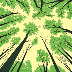 Fototapeta premium Trees with green leaves and branches stretching upwards towards the sky in a forest.svg Trees with green leaves and branches stretching upwards towards the sky in a forest Illustration of tall trees w