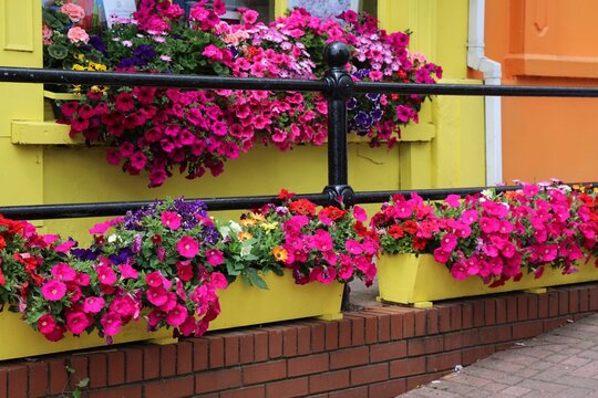 Flower pot in Cobh, Ireland. Plant cases with surfinias, petunias and African daisies.