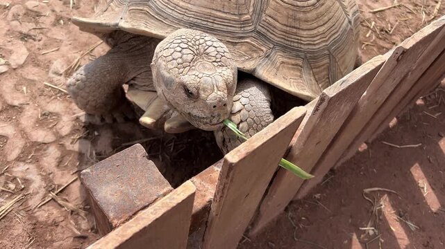 Galapagos Giant Tortoise Eating Food Endangered Wildlife Animal