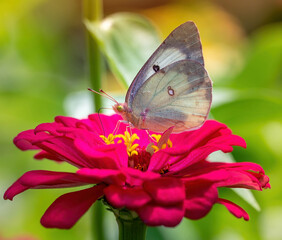 butterfly on flower