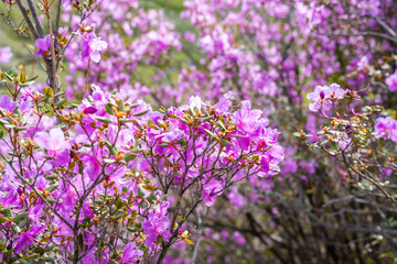 Close up of Flowering Moralnik shrub in the mountains of Chuysky Trakt Altai Russia. Native Siberian plant blooming in mountain landscape.
