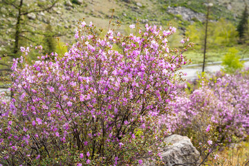 Flowering Moralnik shrub in the mountains of Chuysky Trakt Altai Russia. Native Siberian plant blooming in mountain landscape.