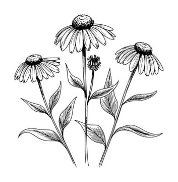 Hand drawn of echinacea flowers and leaves a white background botanical nature