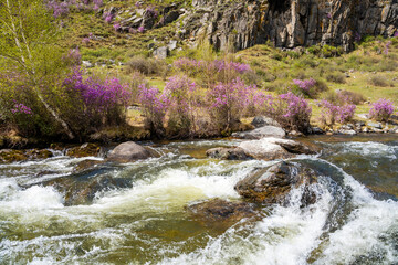 Flowering Moralnik shrub on mountain riverbank in Chuysky Trakt Altai Russia. Siberian plant thriving near freshwater stream in wild landscape.