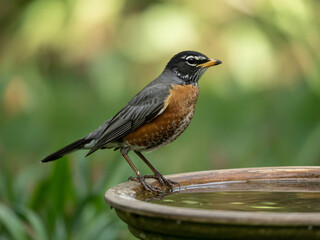 American Robin standing on birdbath in lush garden