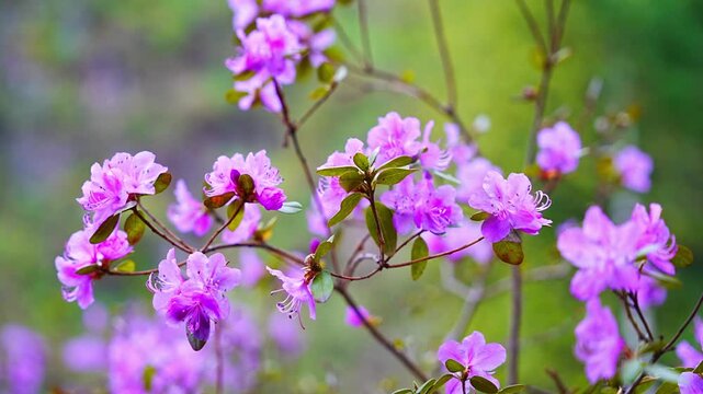Close up of blooming maralnik flowers in spring near Teletskoye lake Altai Russia. Vivid seasonal flora in wild mountain nature