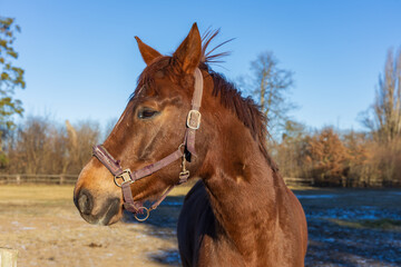 Obraz premium Close-up Portrait of a Brown Horse in Winter Paddock at Golden Hour