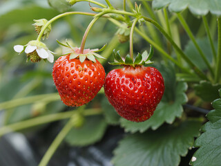 Ripe strawberries growing on plant with green leaves