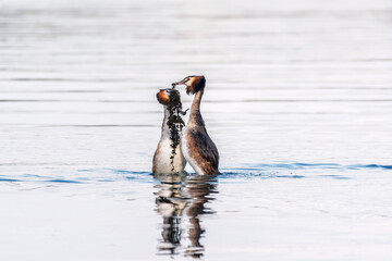 Mating games of two water birds Great Crested Grebes. Two waterfowl birds Great Crested Grebes swim in the lake with heart shaped silhouette