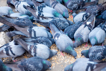 Many Pigeons are eating crops beside street