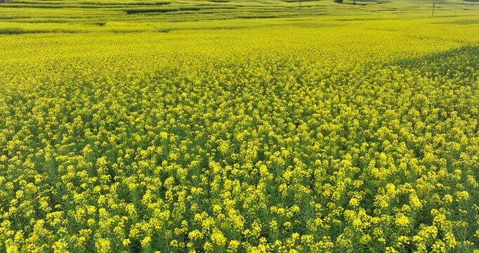 Aeria view of cole flower filed in China