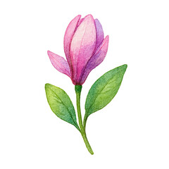 Fototapeta premium Watercolor Botanical Illustration of Magnolia Bud Isolated
