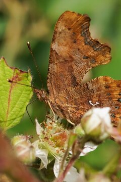 Vertical closeup on a European Comma butterfly , Polygonia c-album with closed wings
