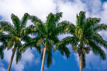 palm trees against blue sky
