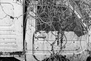 ツルに覆われた古い車