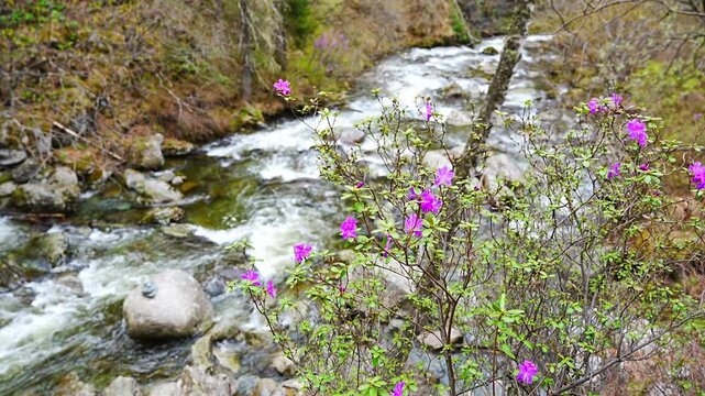 Close up of blooming maralnik flowers in spring near Teletskoye lake Altai Russia. Vivid seasonal flora in wild mountain nature