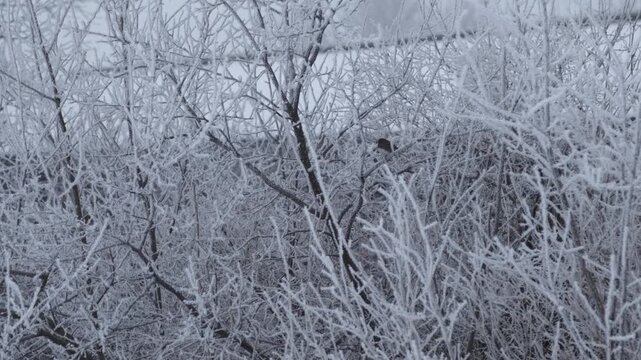 Dark-eyed Junco bird amid frost covered branches in northern United States winter