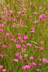 Obraz premium Field of Wild Pink Carnation meadow flowers, Dianthus deltoides Blossoming in Green Grass: A Delicate Beauty