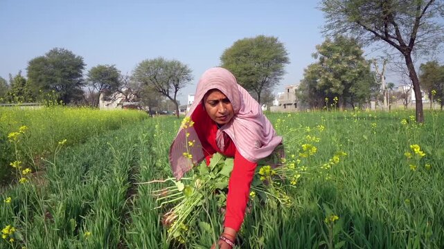 A woman farmer uprooting unwanted mustard plants in wheat field. Happy lady harvesting grass in farm. Lady wearing saree. Countryside Agriculture concept. collecting plants for feeding animals.