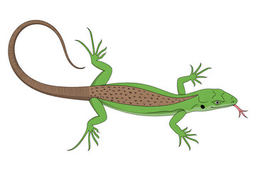 Green lizard illustration with tongue