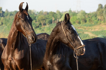 Fototapeta premium portrait of two Marwari mares posing together at sunny day. India, Gujarat