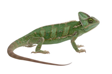 Obraz premium Veiled chameleon on black. Exotic reptile.