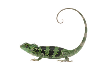 Fototapeta premium Green chameleon with curled tail on transparent background