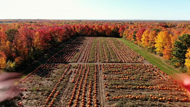 Sweeping drone aerial shot revealing a massive geometrically arranged pumpkin patch surrounded by dense fiery orange and red autumn foliage canopy cinematic travel, harvest time, wide shot