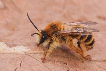 Closeup on a hairy male Pantaloon bee, Dasypoda hirtipes sitting on a dried leaf