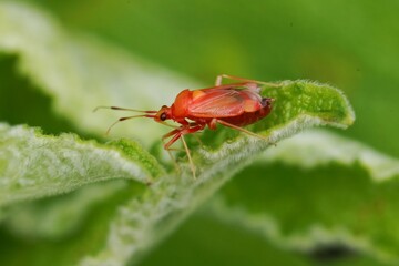 Naklejka premium Selective focus closeup on a Red spotted Mirid plant bug, Deraeocoris ruber, sitting on a leaf in the garden against a green background