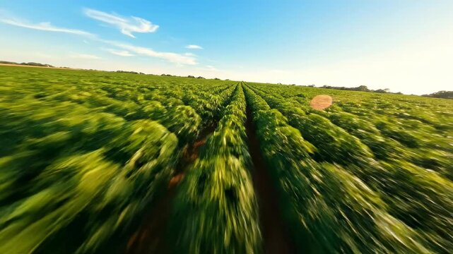 Sweeping drone aerial view gliding smoothly over perfectly organized rows of vast green cassava fields stretching toward the horizon on a sunny day sweeping drone aerial, manihot esculenta, top down