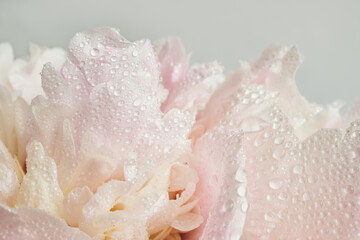 Fototapeta premium Pink peony petals with water drops macro close up on soft light background