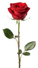 Red Rose with Glitch Background flower distorted 