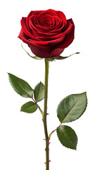 Obraz premium Red Rose with Glitch Background flower distorted 