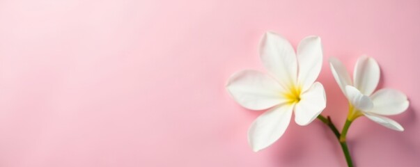 Elegant white flowers against a pale pink background, wedding, wallpaper, romantic