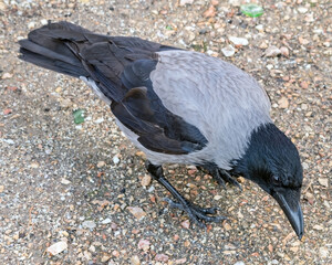 Obraz premium beautiful gray and black crow